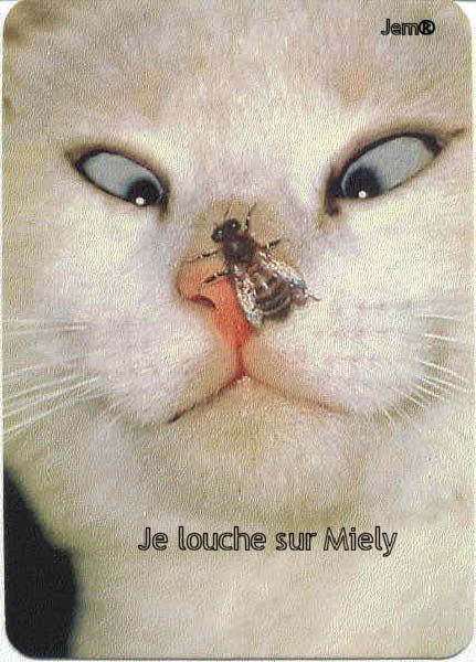 chat 0005-humourenvrac